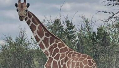 Gracie the giraffe still missing nearly two weeks after escape from Texas ranch