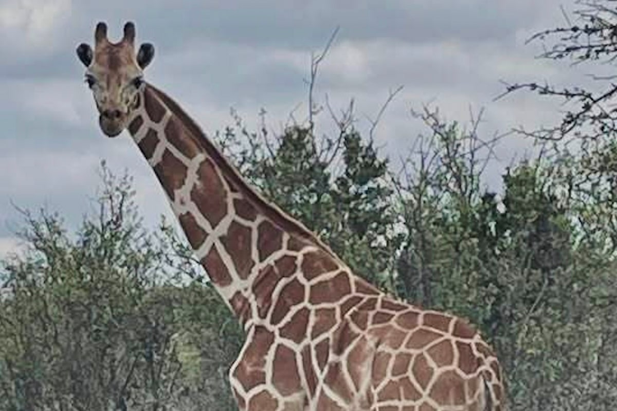 Gracie the giraffe still missing nearly two weeks after escape from Texas ranch
