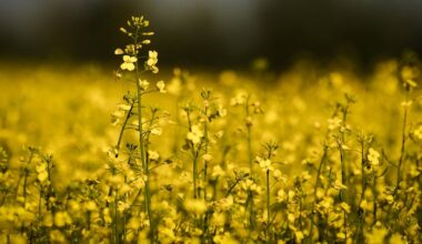Chinese tariffs on canola, peas and seafood may be easing