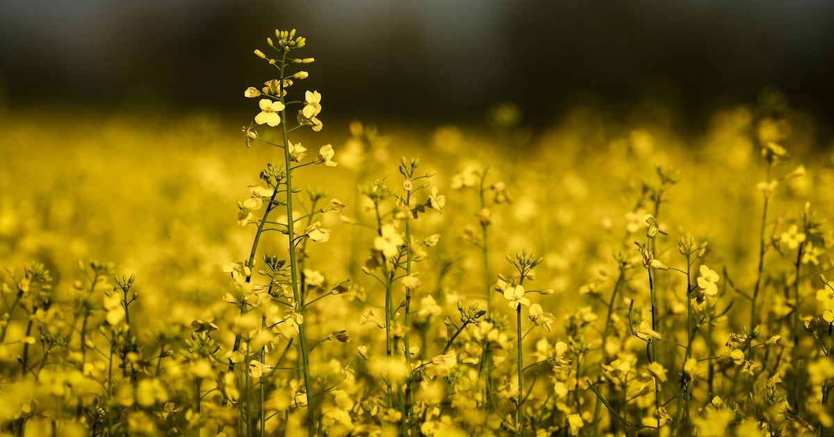 Chinese tariffs on canola, peas and seafood may be easing