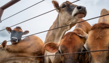 Canada to restrict livestock imports from Texas after first U.S. screwworm case in decades
