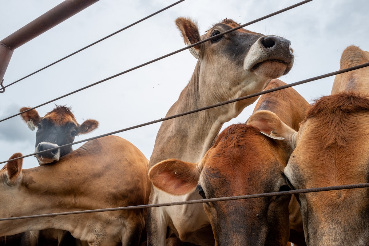 Canada to restrict livestock imports from Texas after first U.S. screwworm case in decades
