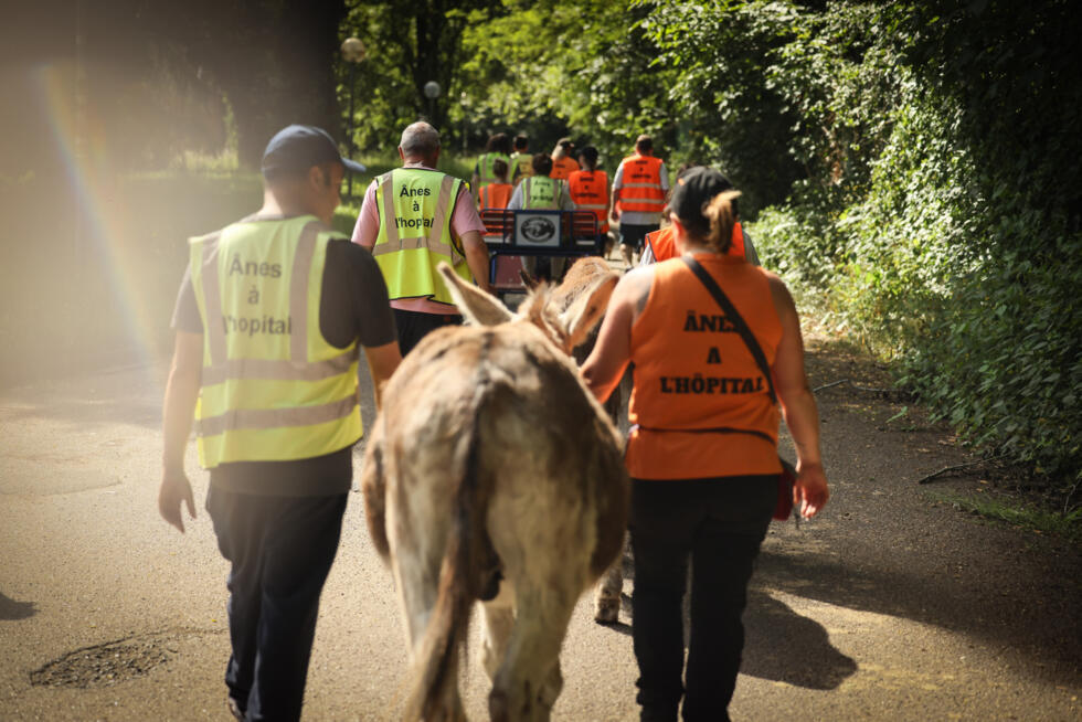 Patients with mental health conditions, staff members and volunteers, participate in a therapy session involving donkeys in Neuilly-sur-Marne on May 29, 2026