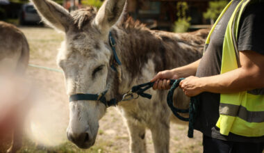 'Animal medicine': Therapy donkeys help patients at French psychiatric hospital