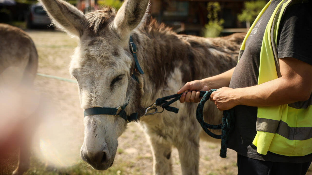 'Animal medicine': Therapy donkeys help patients at French psychiatric hospital