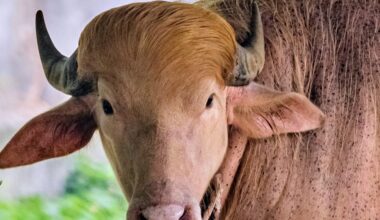 He's got golden hair, weighs 1,500 pounds, and he's a rare albino buffalo. Bangladesh is calling him 'Donald Trump'