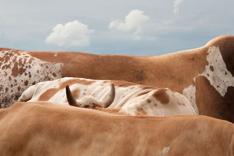 A close-up view of the backs of several brown and white cattle, with only one pair of horns visible, set against a cloudy sky.