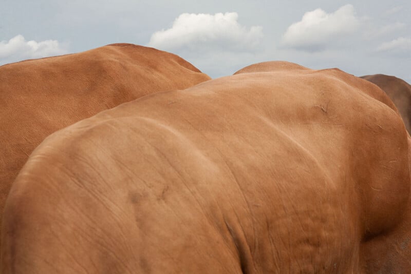 Close-up view of the backs of several brown cows or cattle standing together, with a cloudy sky in the background. The image focuses on the animals' smooth skin and curves.