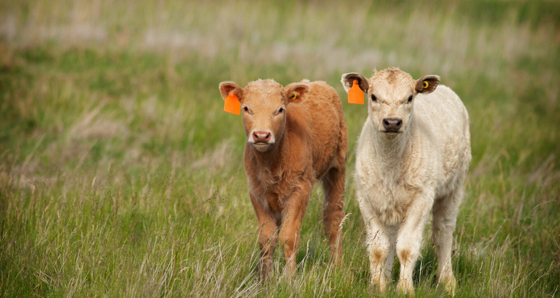 The Evolution of Lidobands - Alberta Beef Producers
