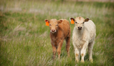 The Evolution of Lidobands - Alberta Beef Producers