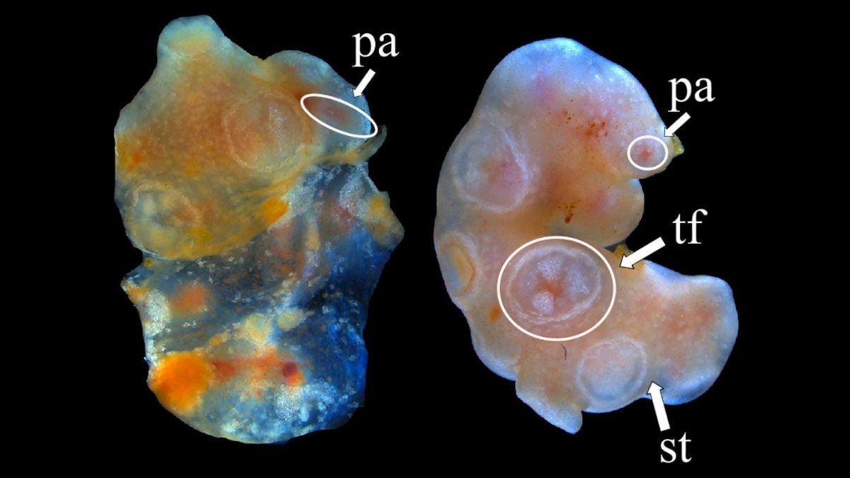 A Sea Cucumber's Amputated Tissue Refuses To Die. Could It Live Forever? : ScienceAlert