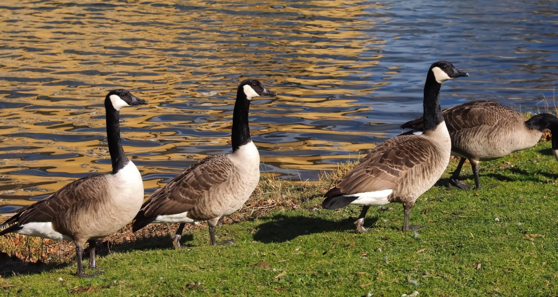 Geese from Canada on a meadow