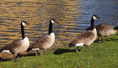 Geese from Canada on a meadow