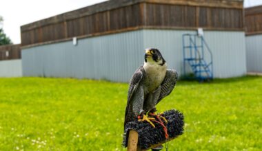 How peregrine falcon chicks nesting in BMO Field’s rafters complicated World Cup preparations