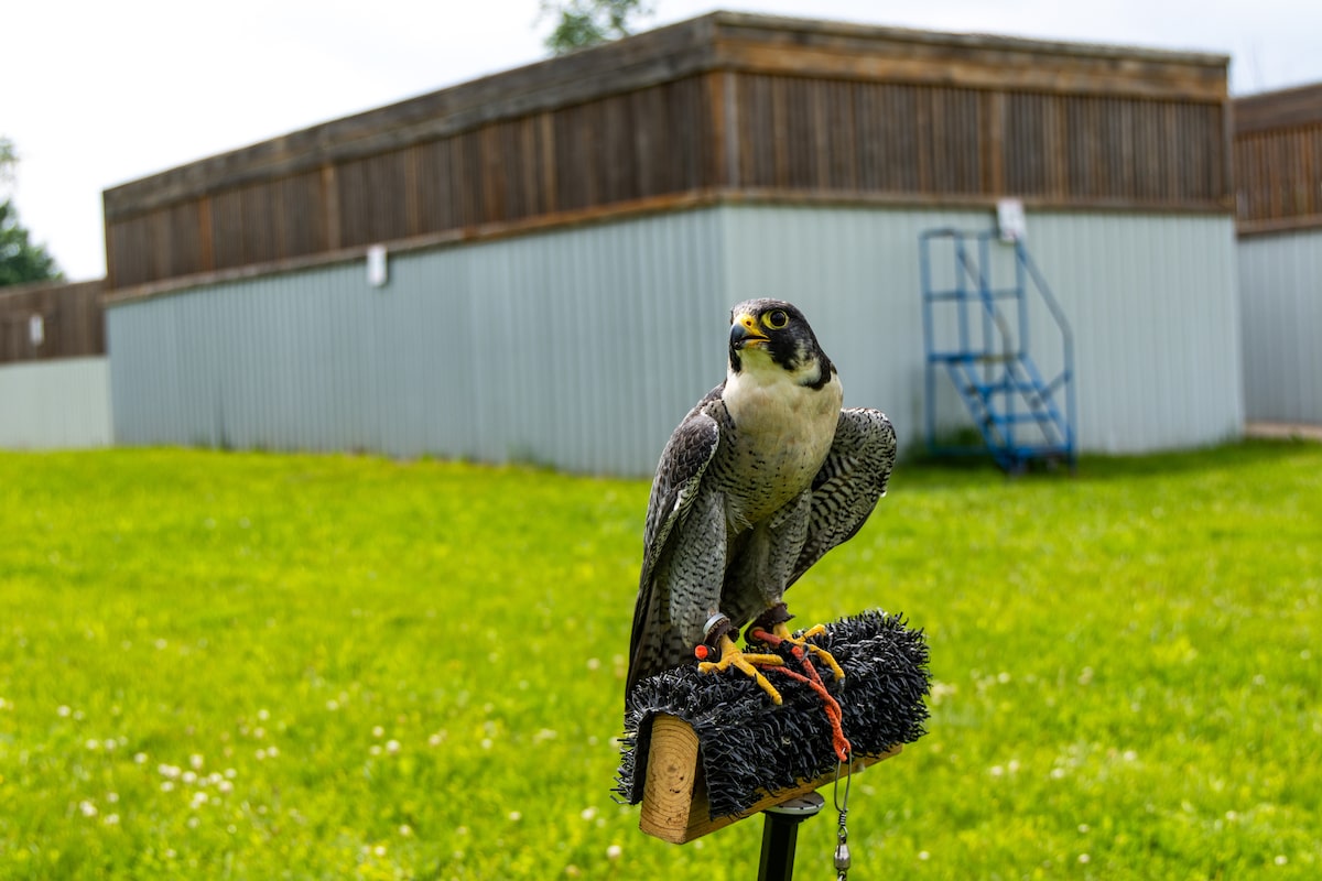 How peregrine falcon chicks nesting in BMO Field’s rafters complicated World Cup preparations