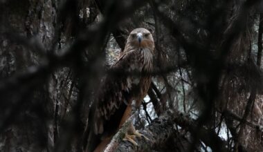 Feliks the eagle is home safe after a cross-border kidnap ordeal and rescue mission