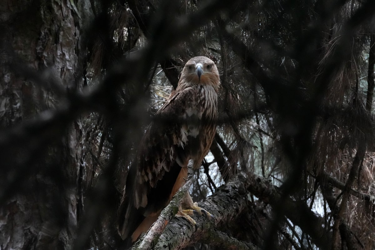 Feliks the eagle is home safe after a cross-border kidnap ordeal and rescue mission