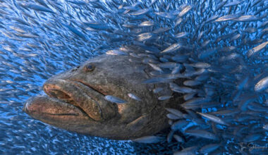 Israeli underwater photo named among World Shootout’s 20 most iconic images