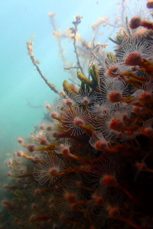 Underwater scene showing clusters of delicate, feathery marine organisms attached to rocks, with long, thin tendrils and a turquoise background suggesting shallow ocean water.