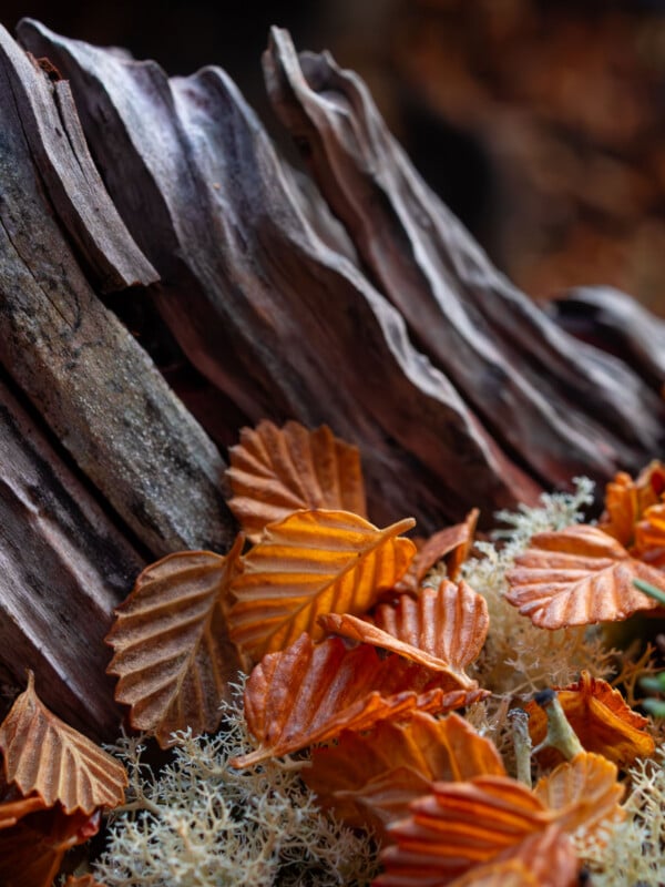 Close-up of orange-brown autumn leaves and pale moss resting against the textured surface of a weathered tree trunk, creating a natural, earthy composition.