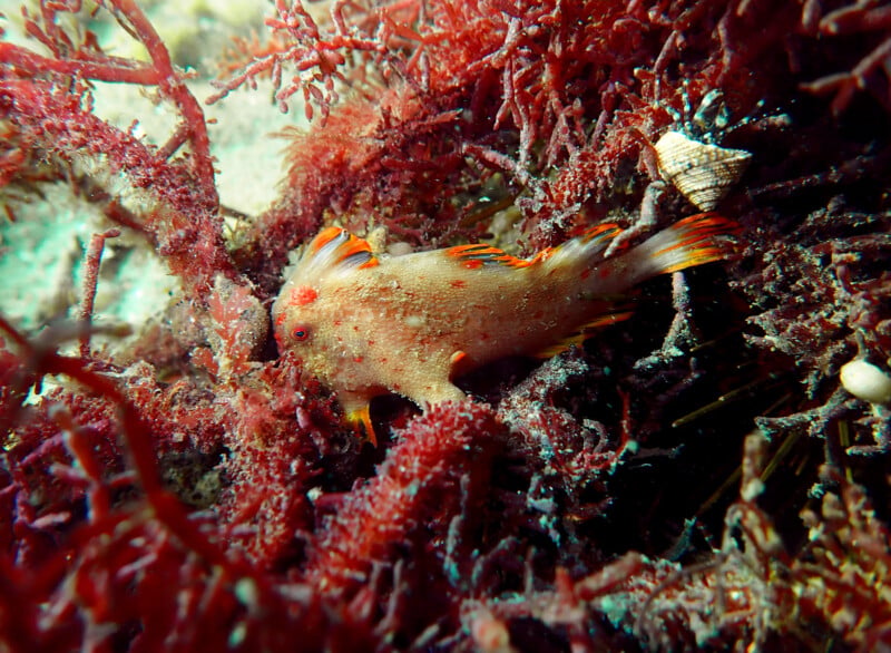 A small, orange-spotted fish camouflaged among red seaweed and coral underwater, with a snail shell nearby.