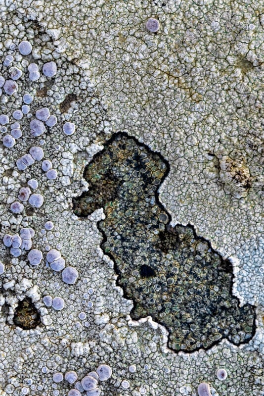 Cracked, dry earth with a large, irregular dark patch in the center and clusters of round, purple-gray growths scattered along the left side. The surface appears rough and textured, resembling dried lichen or fungus.