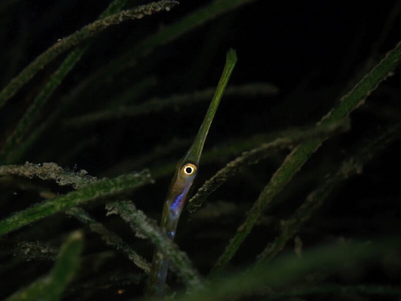 A long-snouted fish with a yellow eye peeks through strands of green underwater vegetation in a dark aquatic environment.