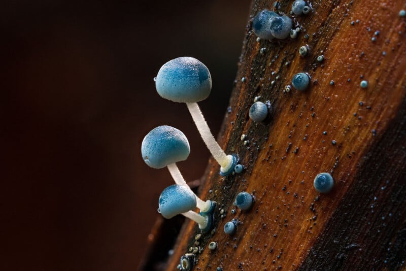 Three small blue mushrooms with thin white stems grow on a piece of brown wood, which is also dotted with tiny blue fungal spheres. The image is close-up and detailed, highlighting the texture and color contrast.