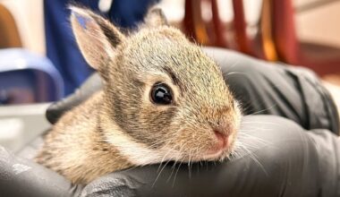 Winnipeg-area wildlife rescue warns baby bunnies being brought in needlessly