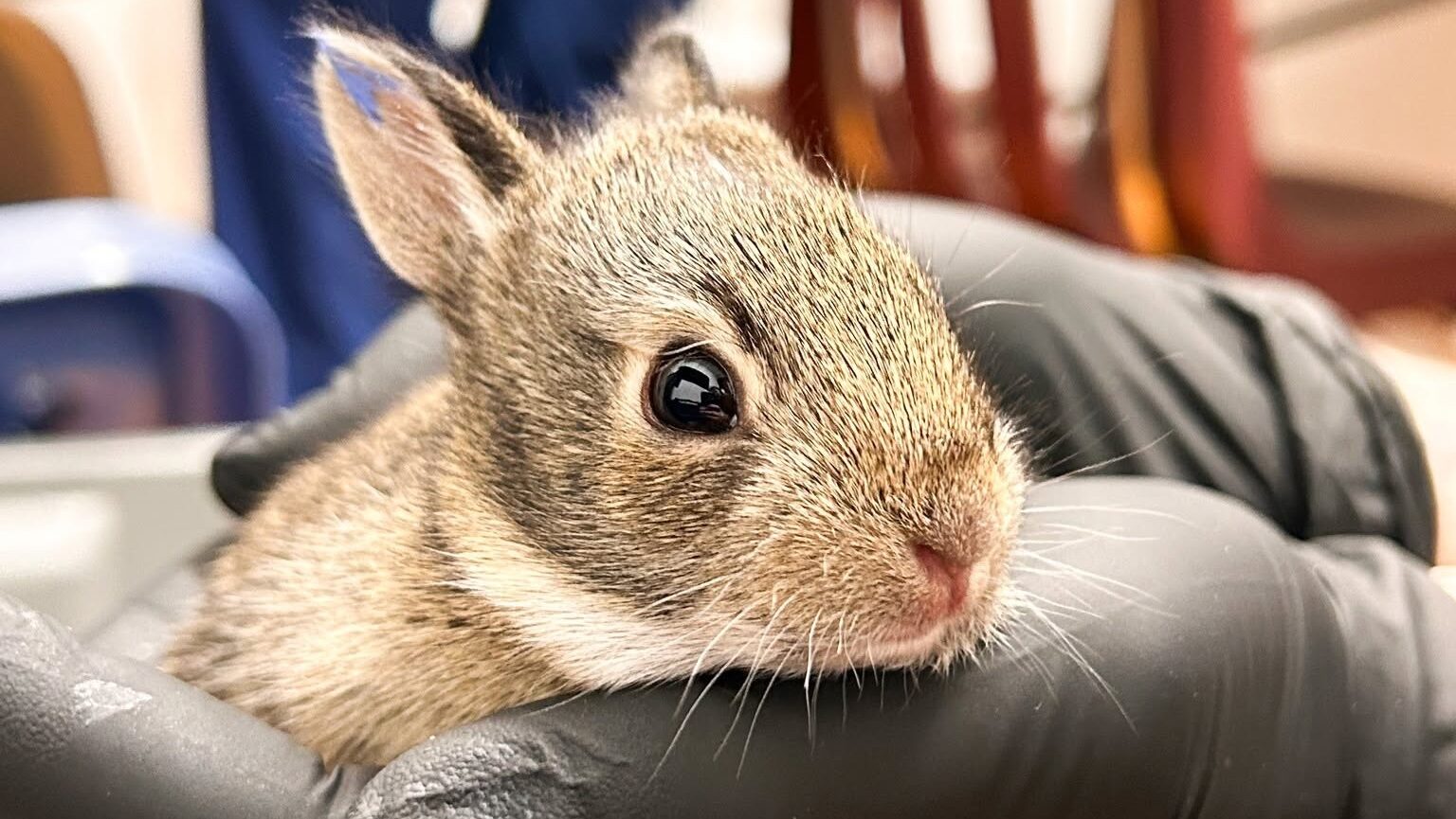Winnipeg-area wildlife rescue warns baby bunnies being brought in needlessly