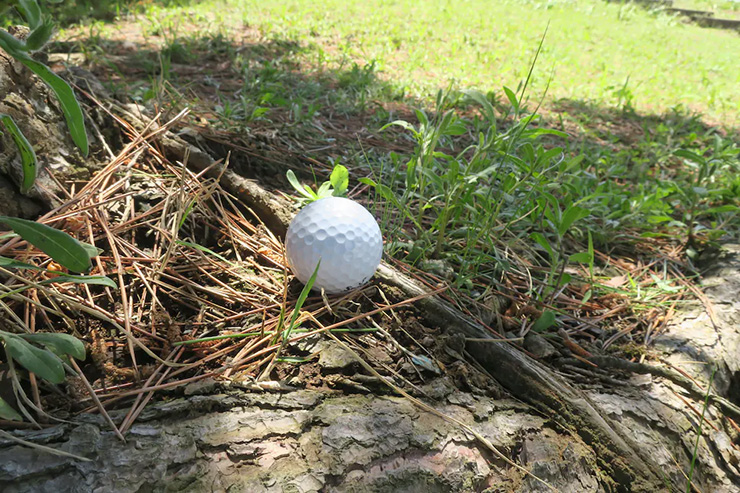 Rules of Golf Review: A tree is in ground under repair, but my ball is next to a root outside the marked area. Do I get relief?