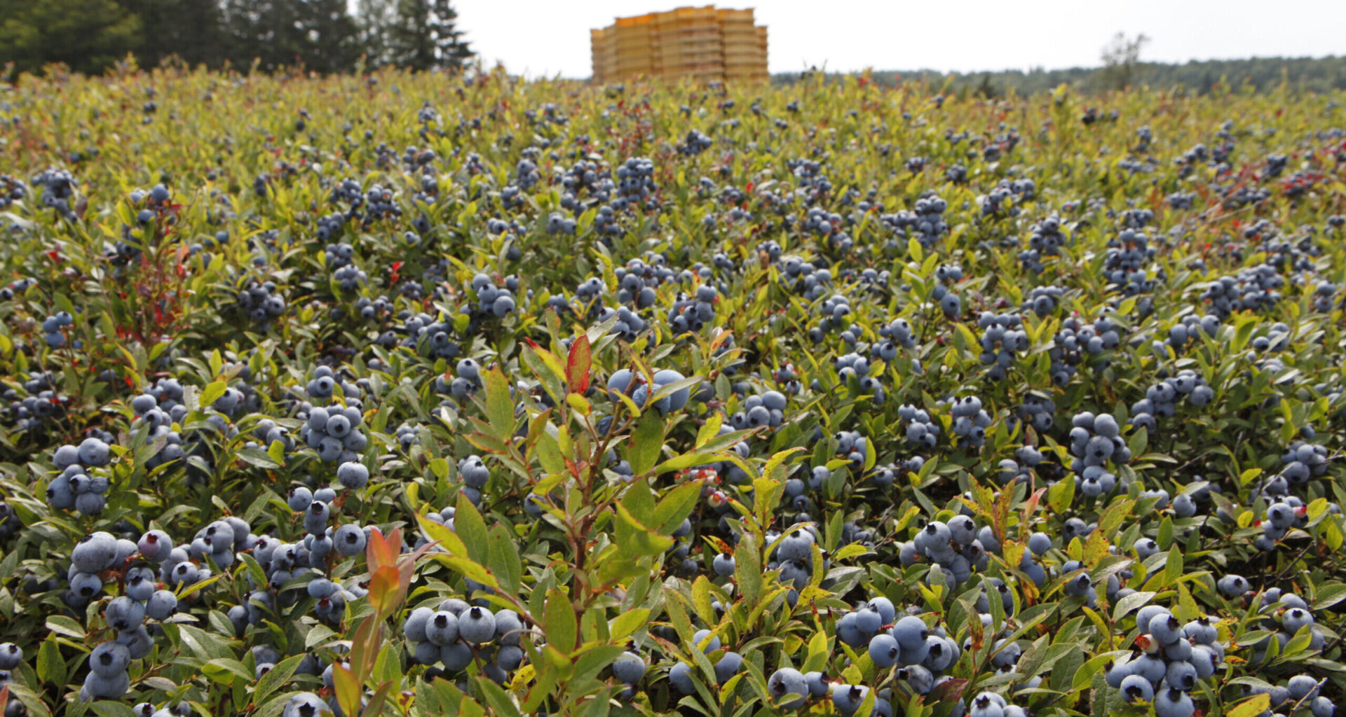 More monetary relief coming to Nova Scotia farmers