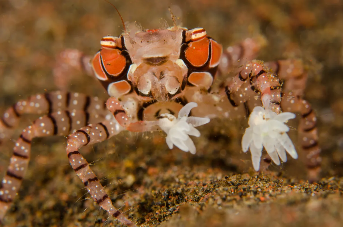 Boxer crab on sea floor