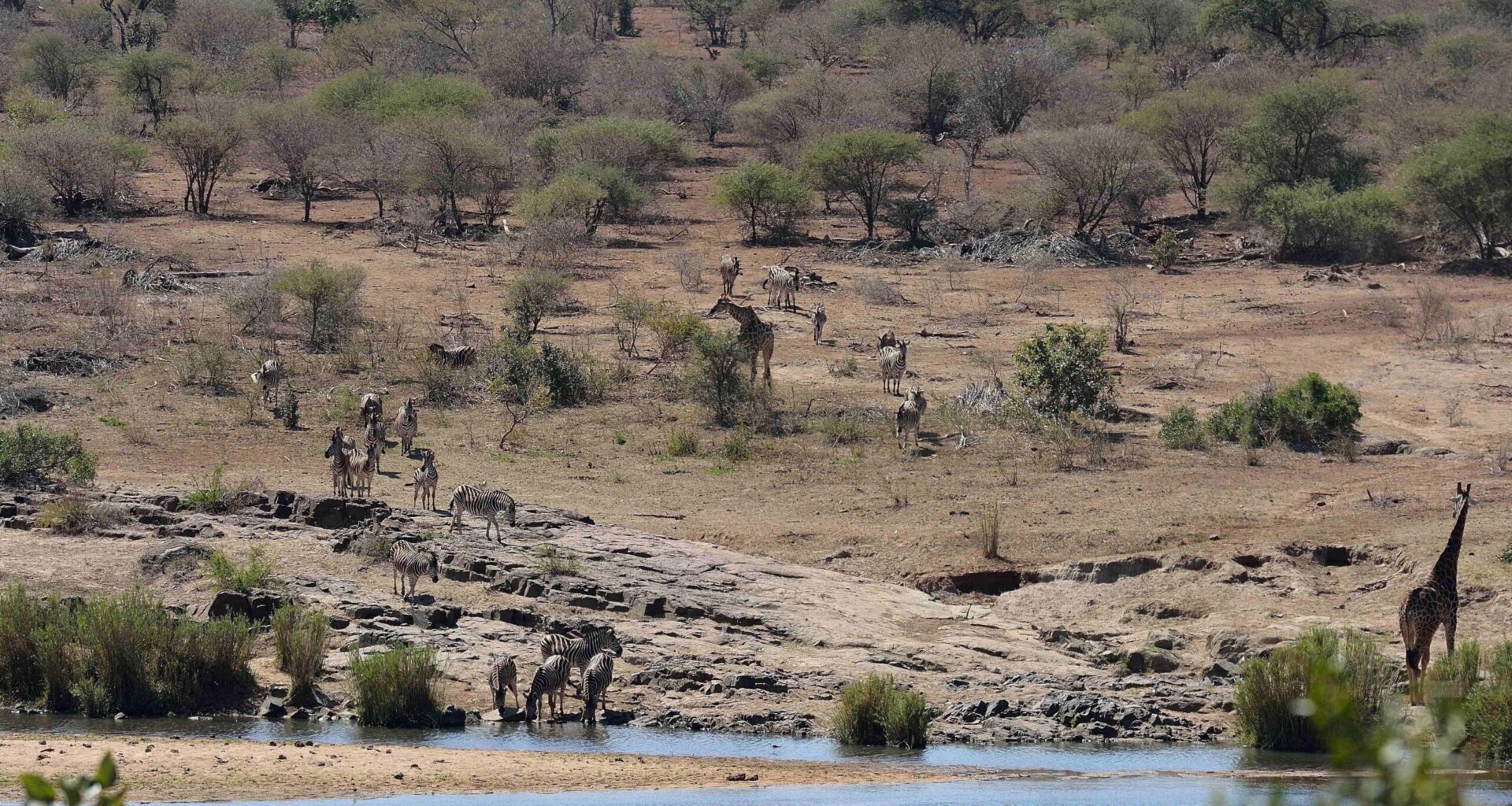 Canadian shot dead at South Africa wildlife park in apparent accident: officials