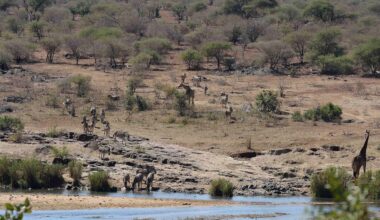 Canadian shot dead at South Africa wildlife park in apparent accident: officials