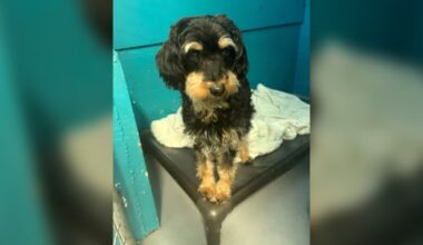 Cross-country mystery ends after five pets located during Vancouver Island arrest - CTV News
