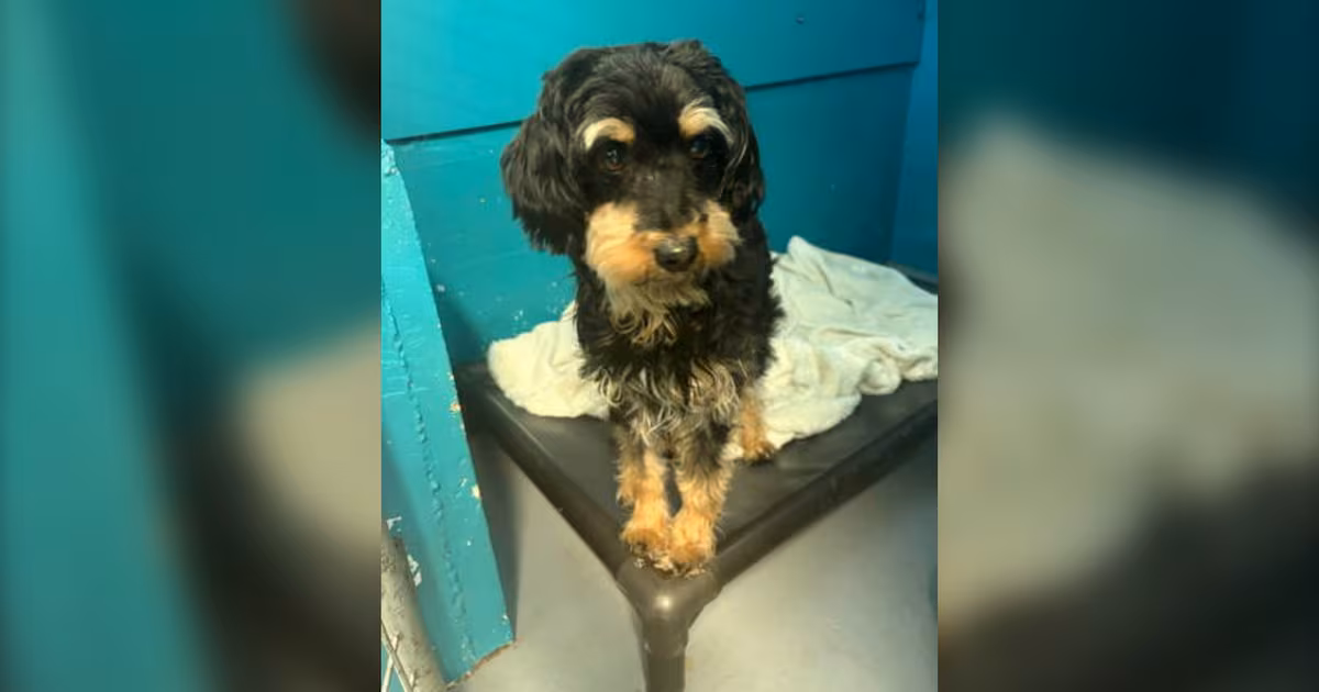 Cross-country mystery ends after five pets located during Vancouver Island arrest - CTV News