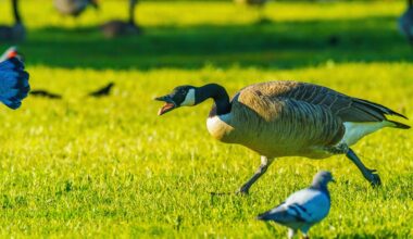 canada geese issues in mississauga june 2026.