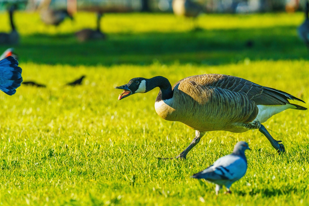 canada geese issues in mississauga june 2026.