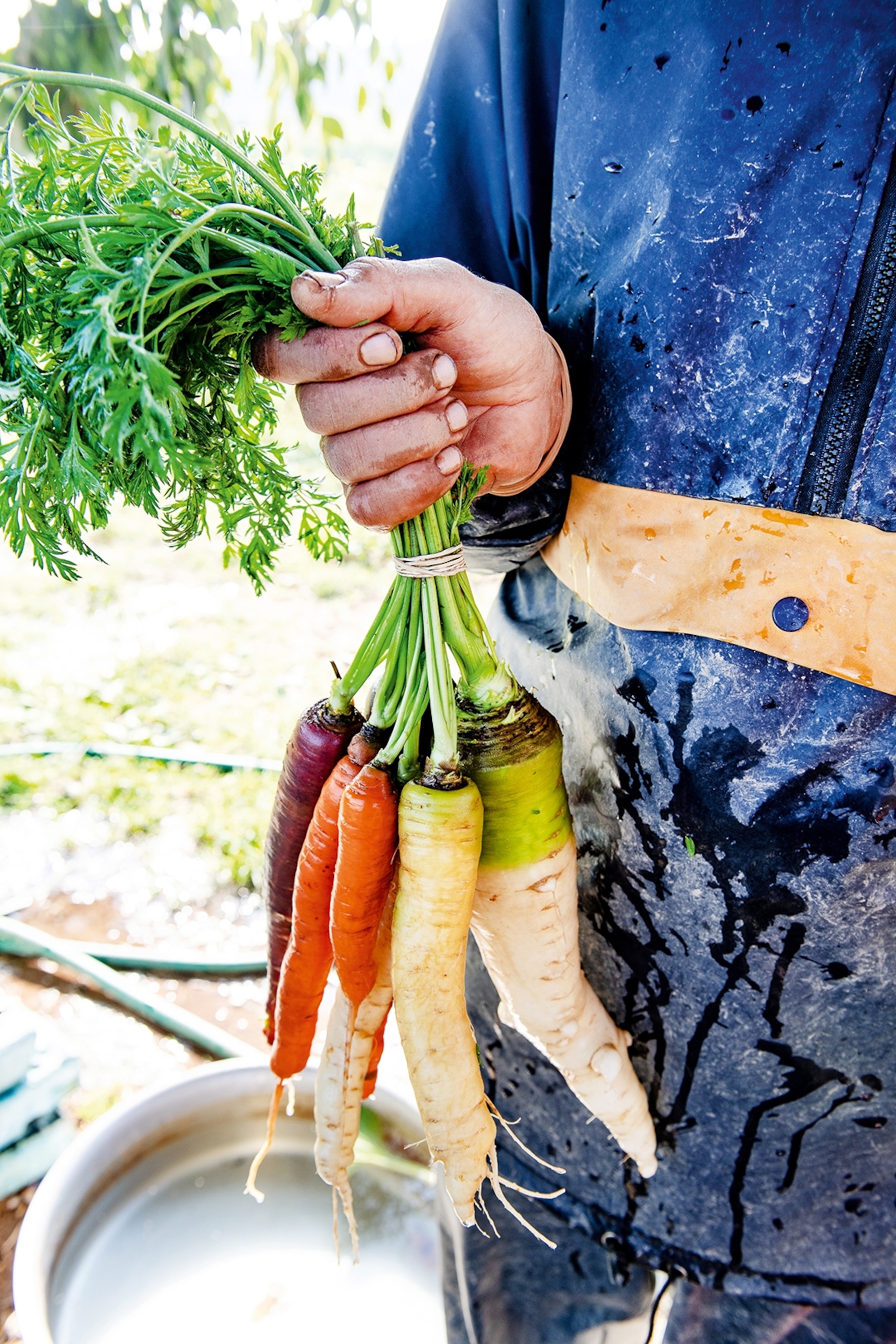 Man holds bunch of carrots.
