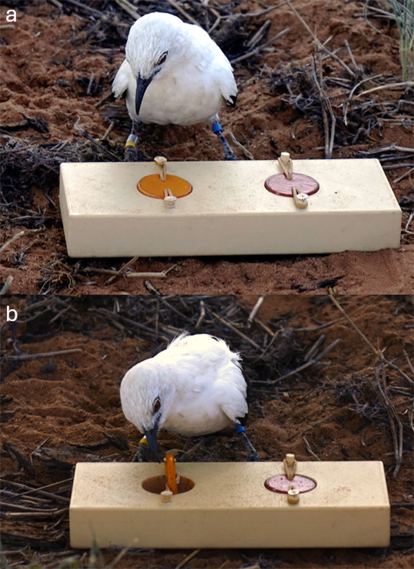 Two images labeled A and B show a white bird pressing different buttons on a wooden box.