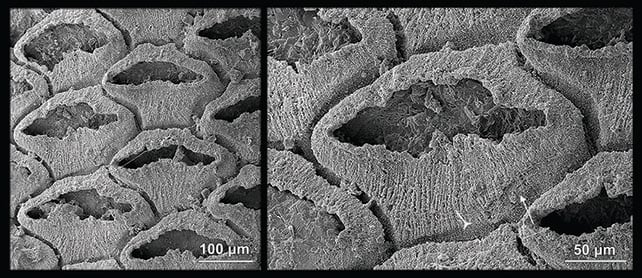 Fossil close-up