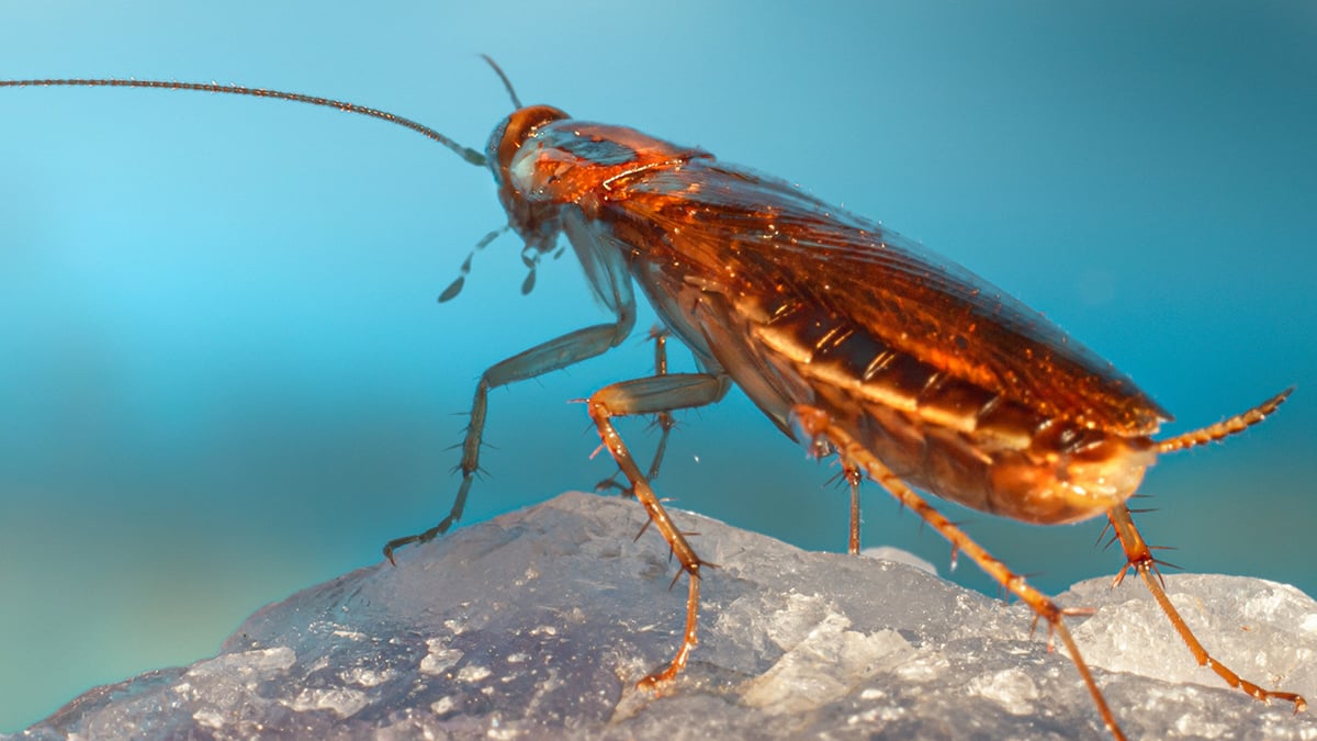 Cockroaches Have Been Hiding a DNA Secret For Millions of Years : ScienceAlert
