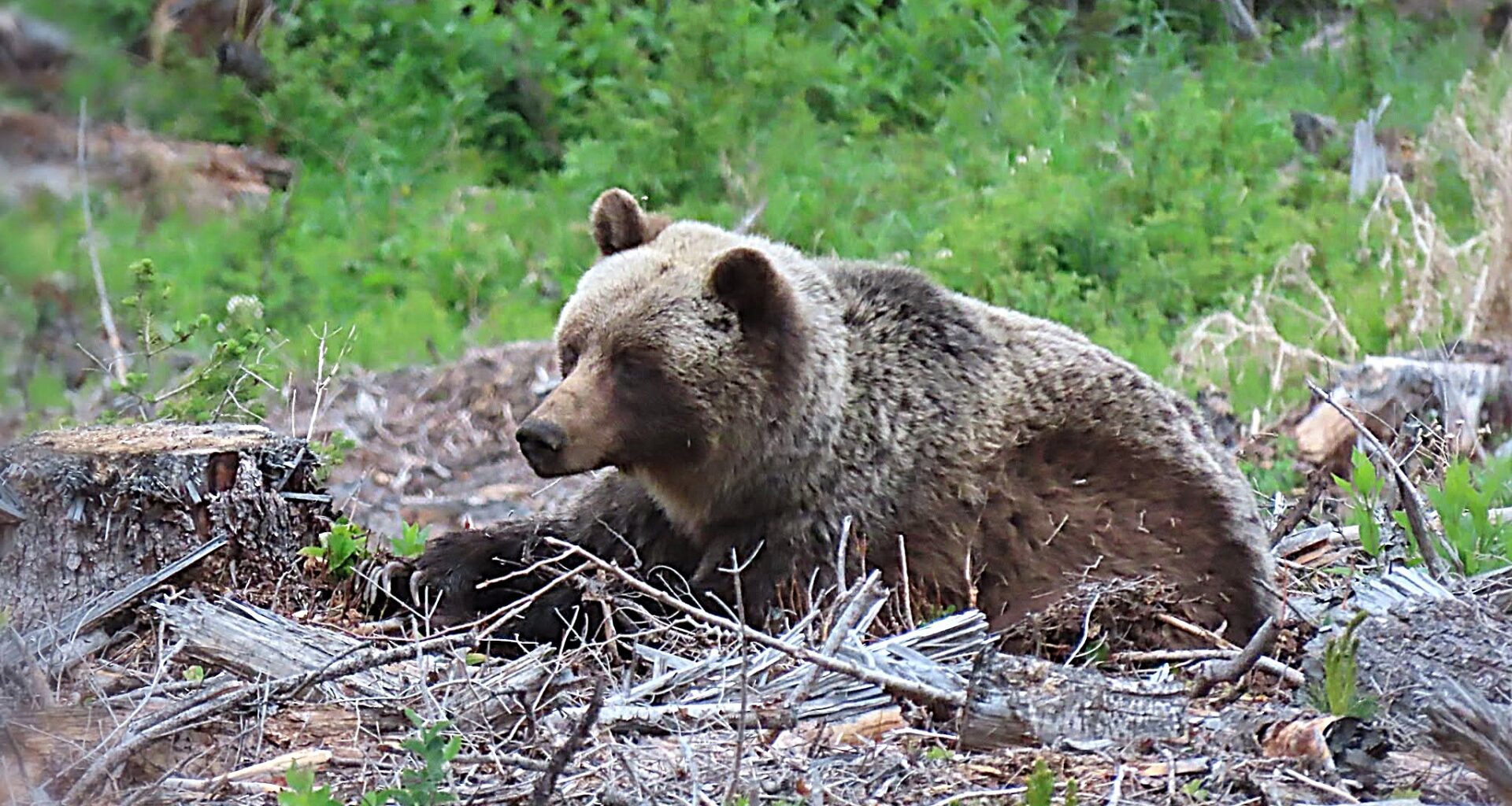 A grizzly bear is lying on a forest floor.