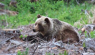 A grizzly bear is lying on a forest floor.