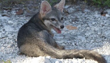 Scientists Capture First Photo Evidence of Dwarf Island Fox Not Seen in 20 Years
