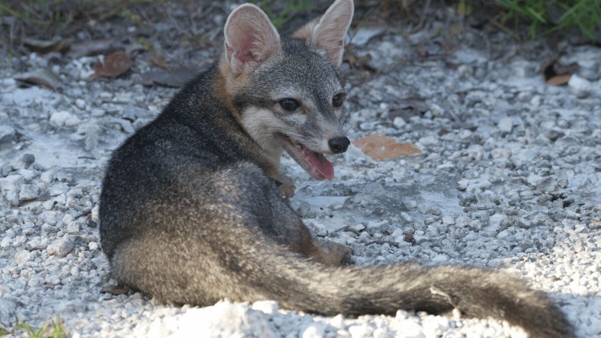 Scientists Capture First Photo Evidence of Dwarf Island Fox Not Seen in 20 Years