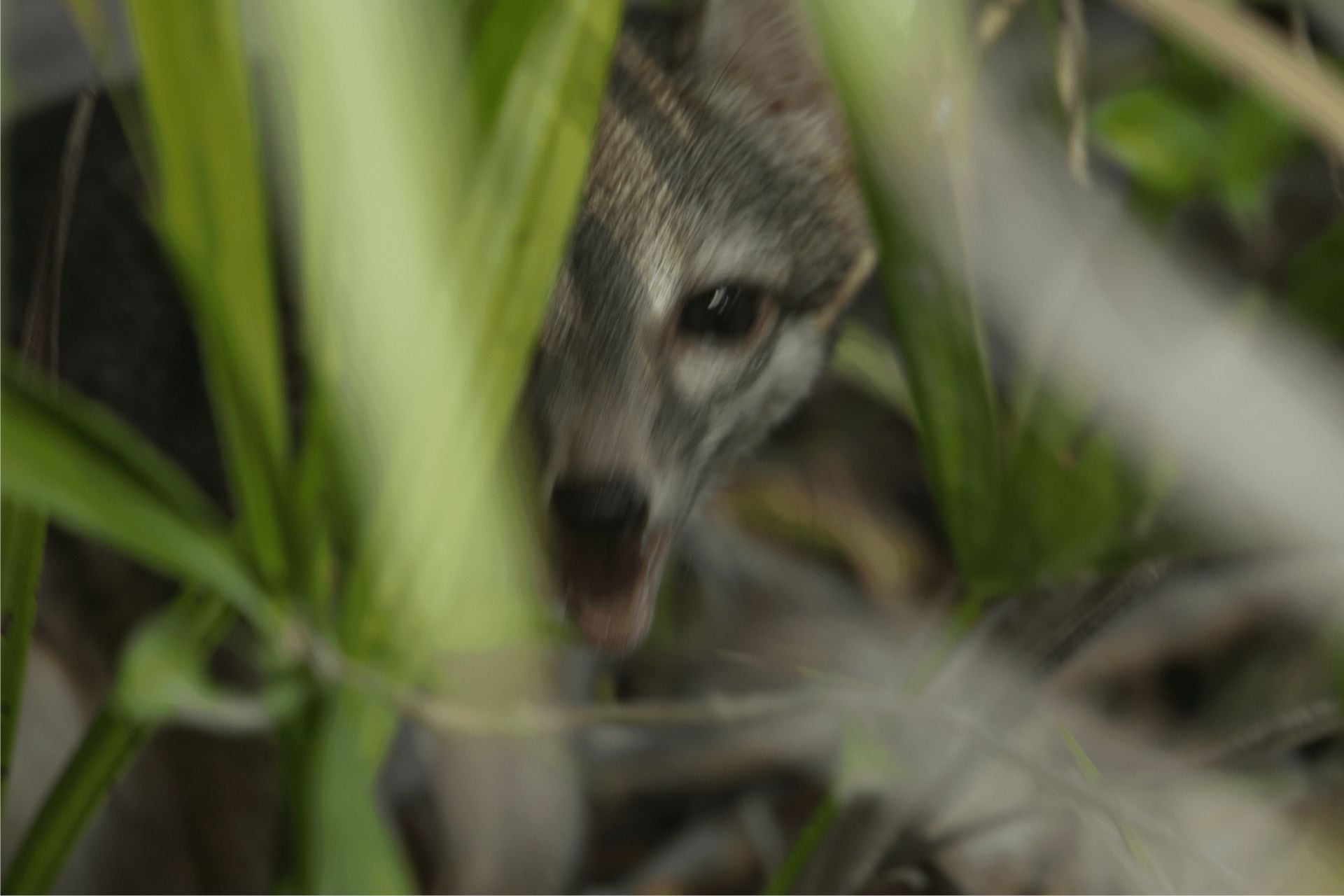 Cozumel Dwarf Fox 2