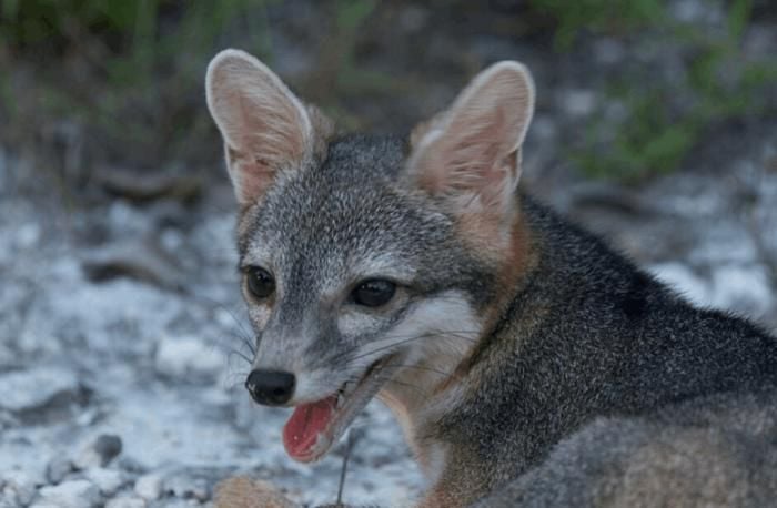 Cozumel Dwarf Fox 3
