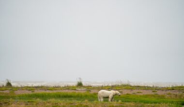 Exploring Churchill’s rugged beauty by bike (just watch out for polar bears)